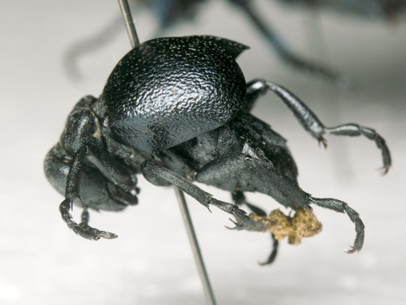 Meloe scabriusculus Brandt & Erichson, 1832